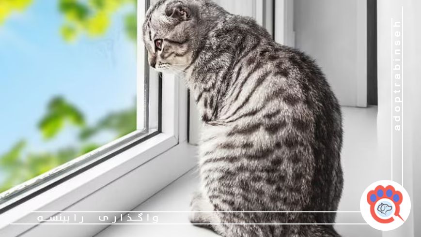 آیا تنها گذاشتن حیوان در خانه خطرناک است؟