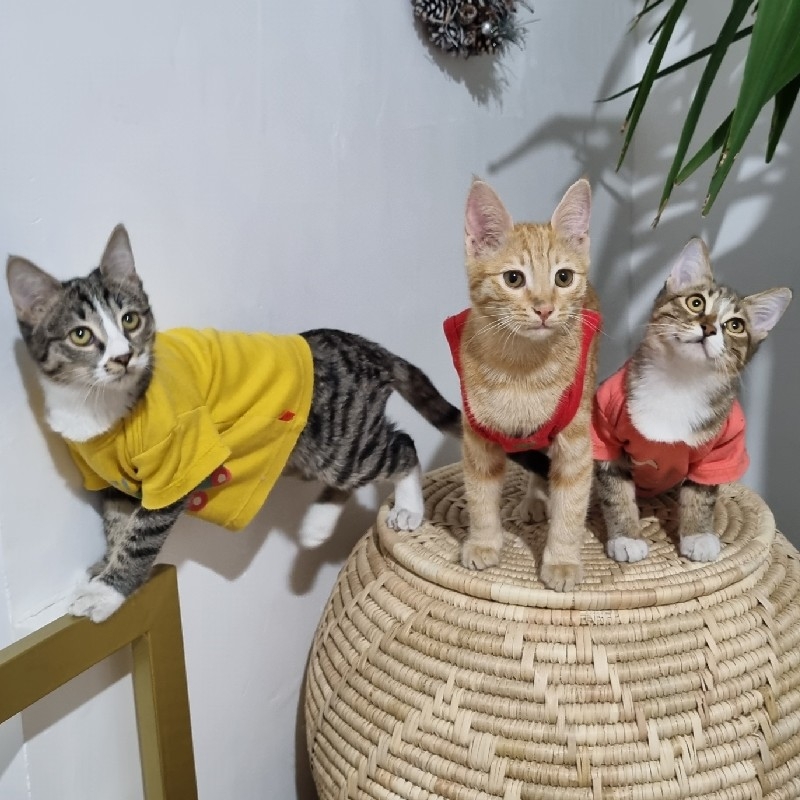 واگذاری به خانواده متعهد و باتجربه