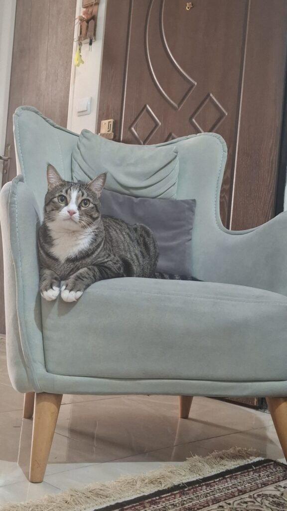 واگذاری گربه dsh