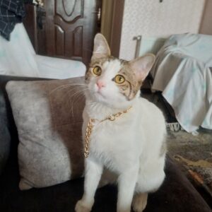 گربه DSH نر یکساله عقیم شده