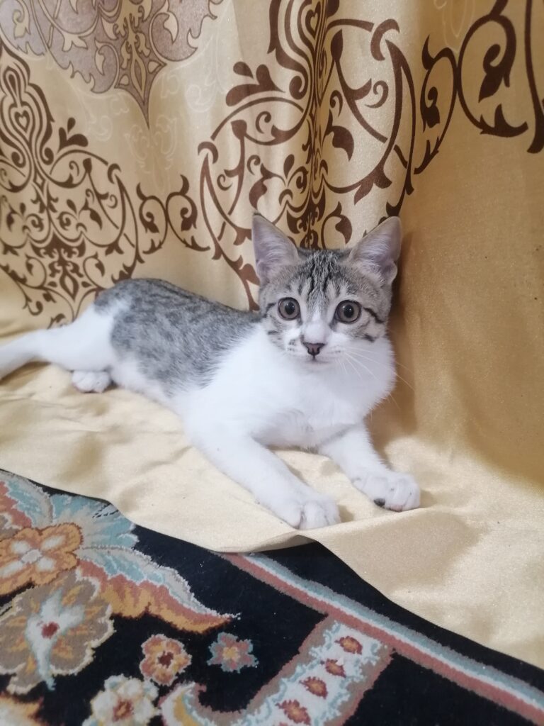 واگذاری گربه