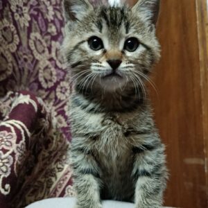 دوتا گربه dsh نر