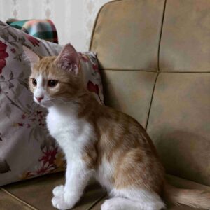 بچه گربه نارنجی ۴ ماهه
