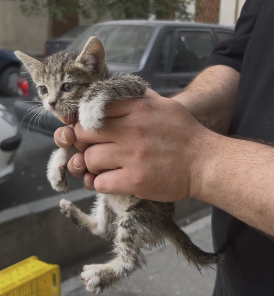 واگذاری بچه گربه ماده
