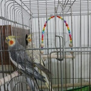 عروس هلندی