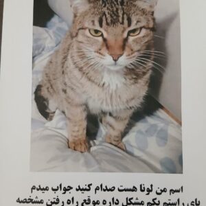 گربه ماده گم شده