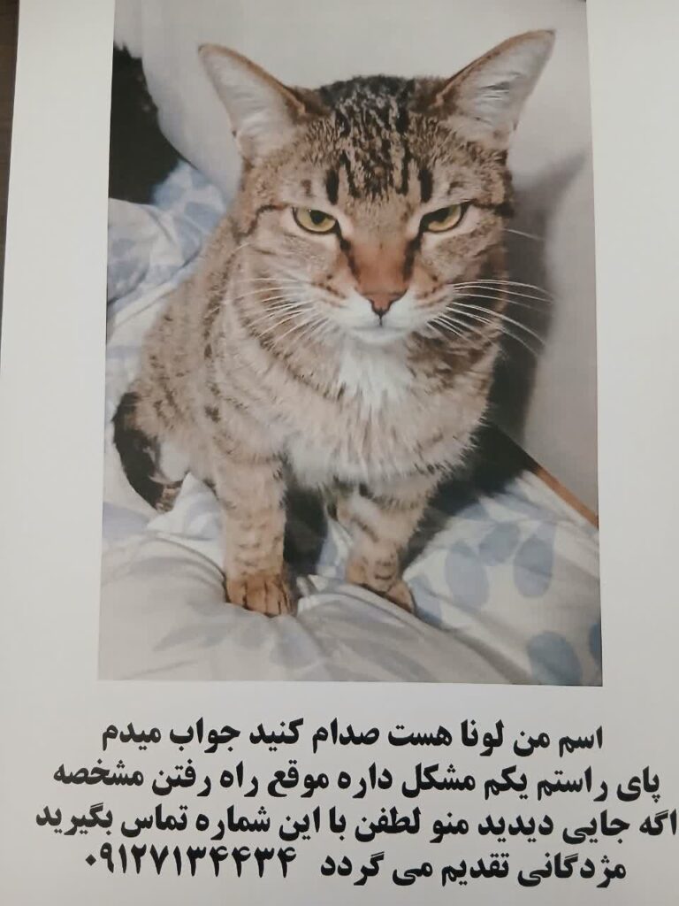 گربه ماده گم شده