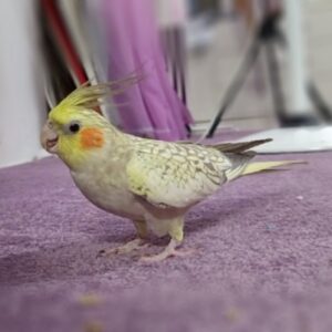 عروس هلندی گمشده