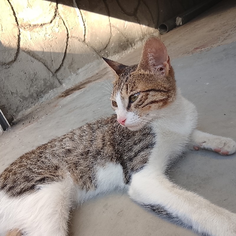 گربه قهوه ای سفید