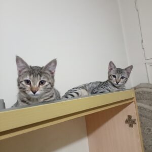 واگذاری رایگان گربه دی اس اچ
