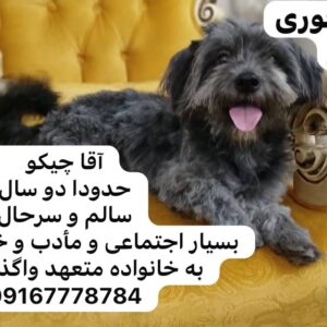 واگذاری فوری شیتزوتریر نر