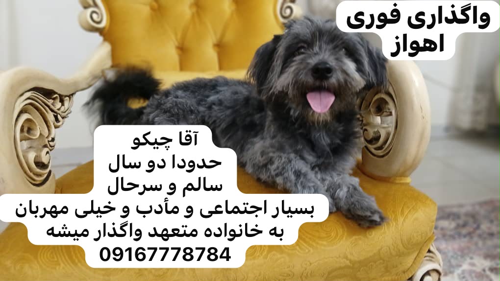 واگذاری فوری شیتزوتریر نر