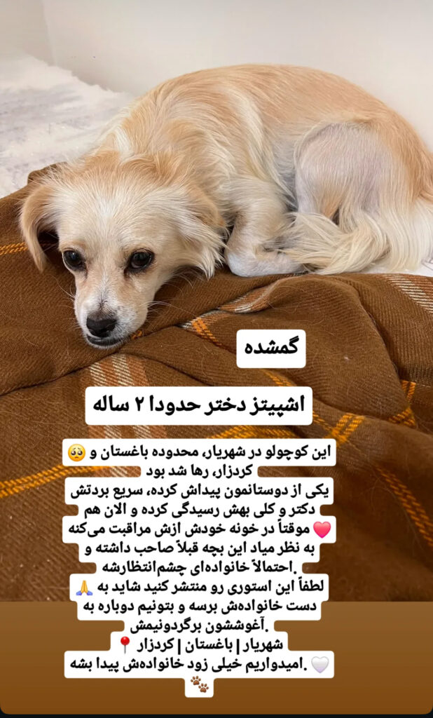 سگ شیتزو
