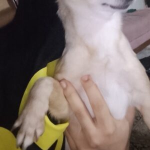 گمشده