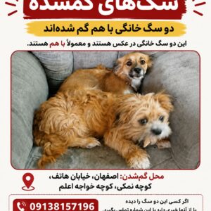 دو سگ گم شده