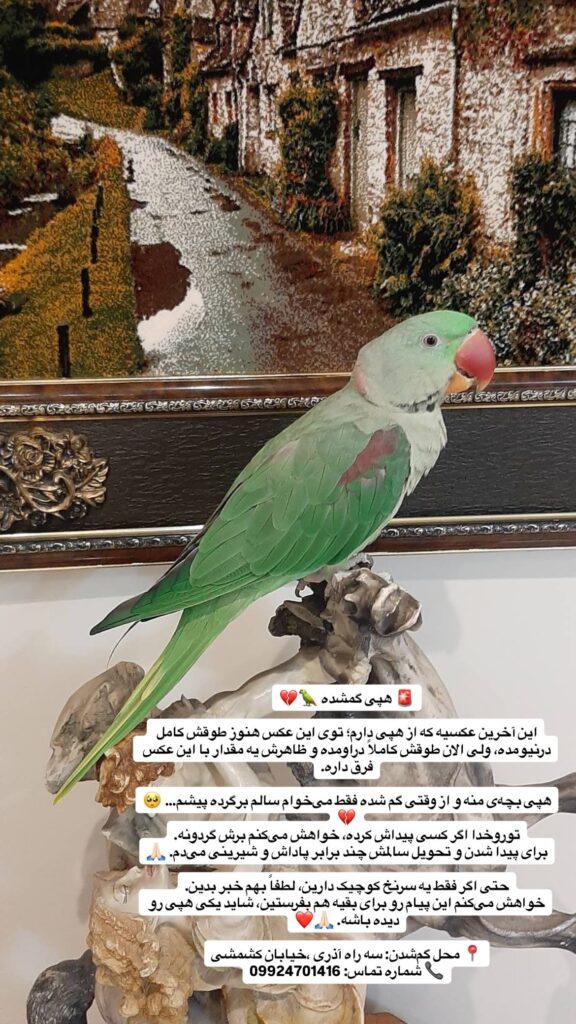 شاه طوطی