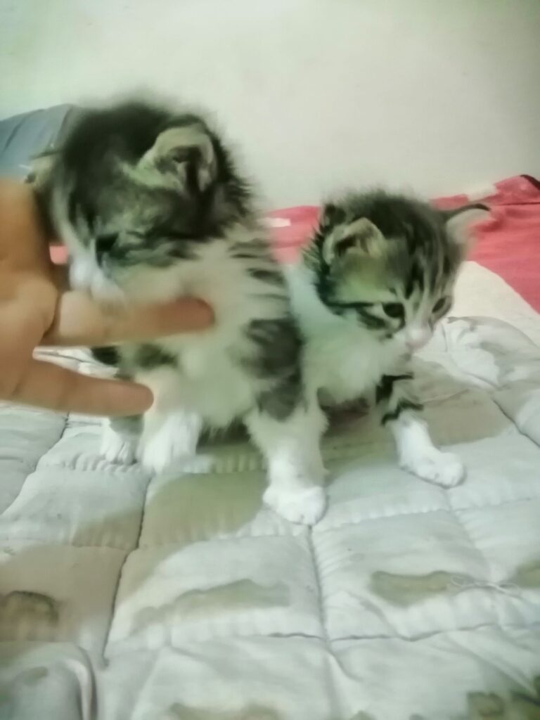 واگذاری ۲ بچه گربه شیرخوار