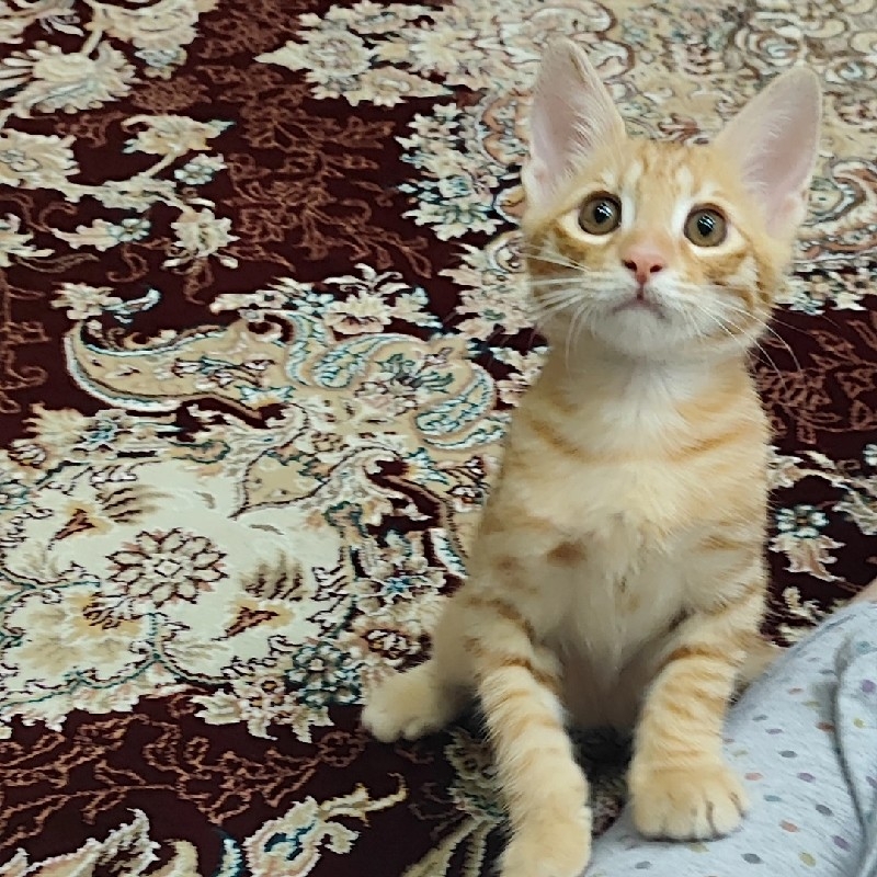 گربه dsh اجتماعی