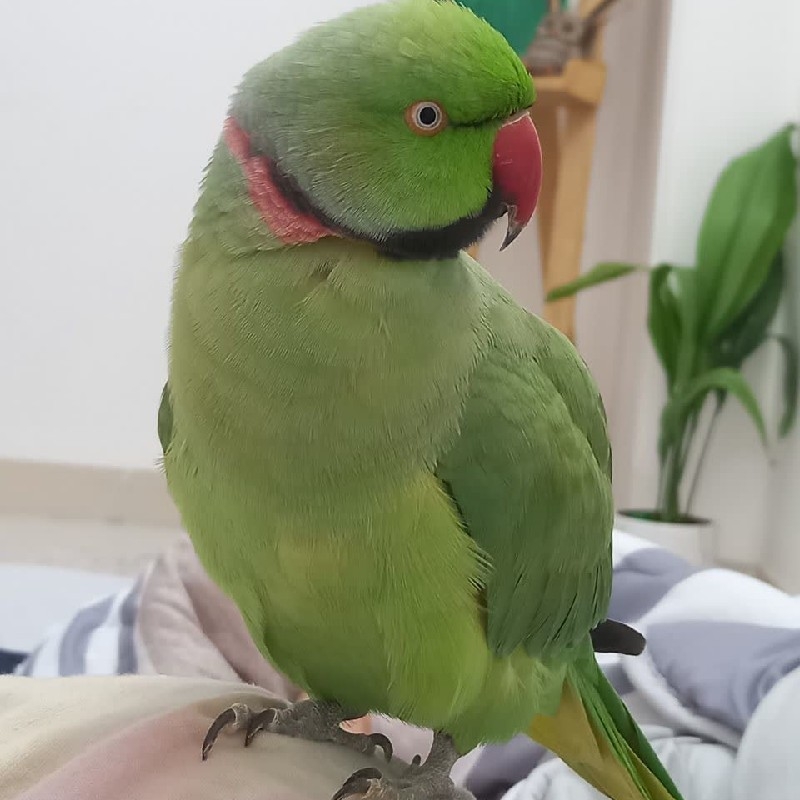 پرنده گم شده به اسم پسته