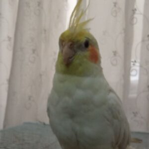 عروس هلندی گمشده
