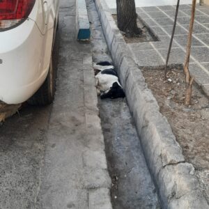 دو قلاده سگ مشکی و سگ طلایی سفید پیدا شده
