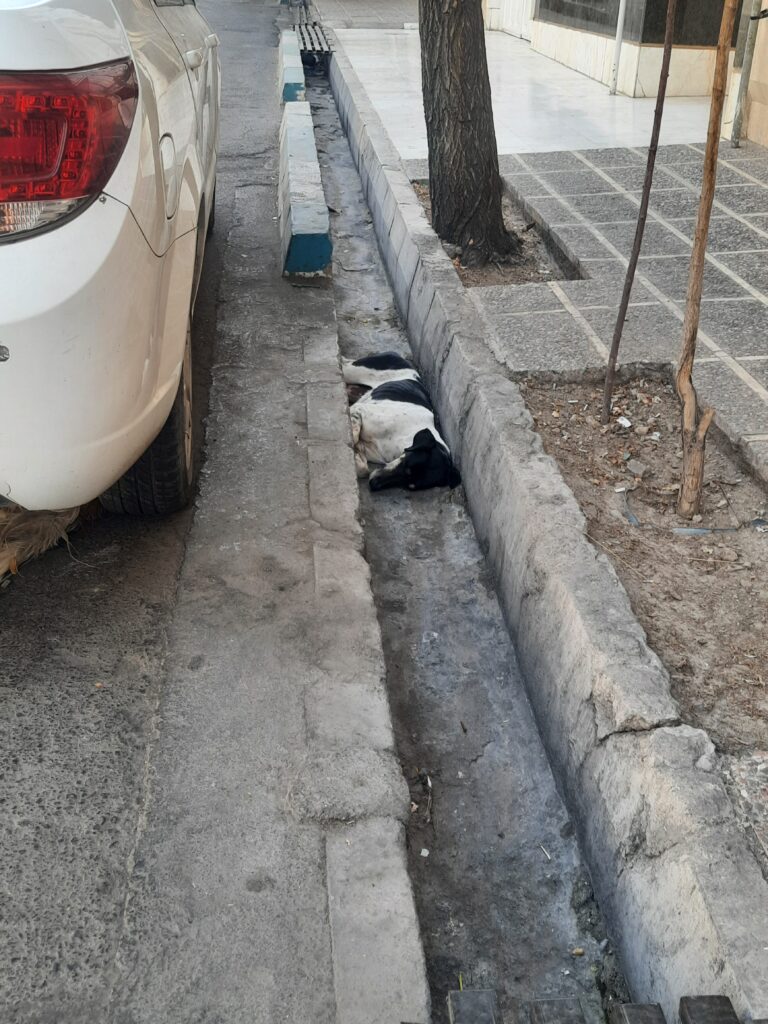 دو قلاده سگ مشکی و سگ طلایی سفید پیدا شده