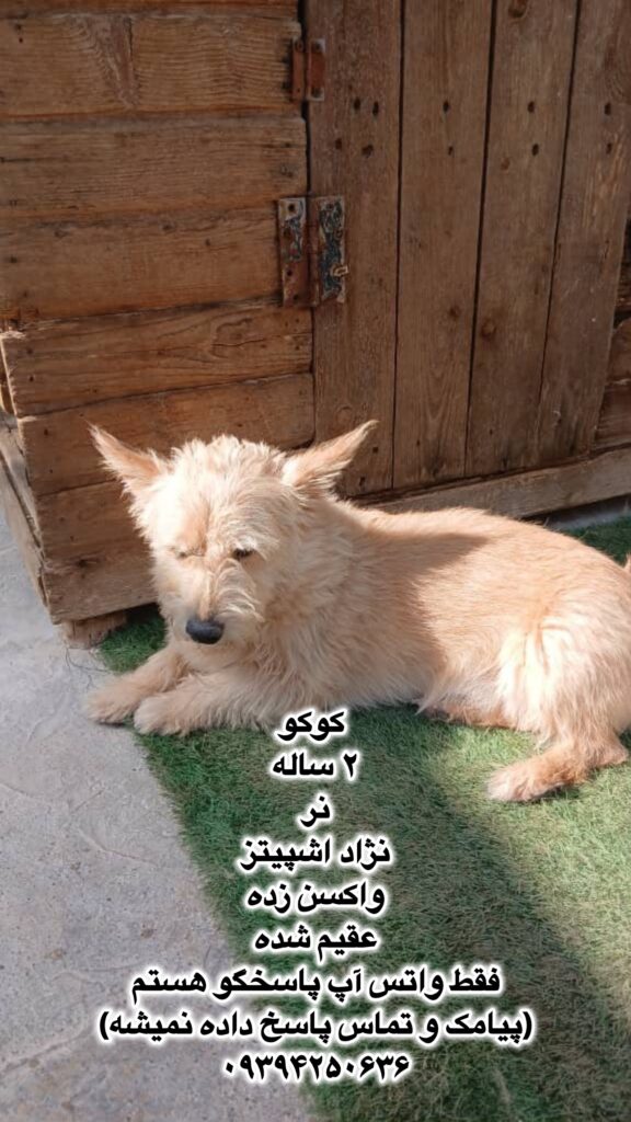 پسر دو ساله اشپیتز (کوکو)