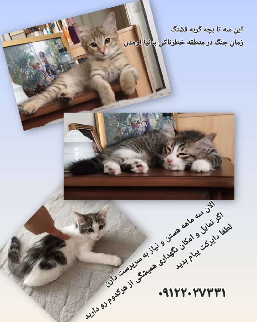 ۳ بچه گربه جنگ زده