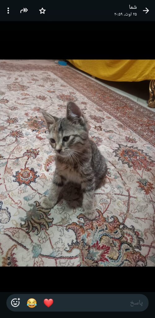 واگذاری بچه گربه