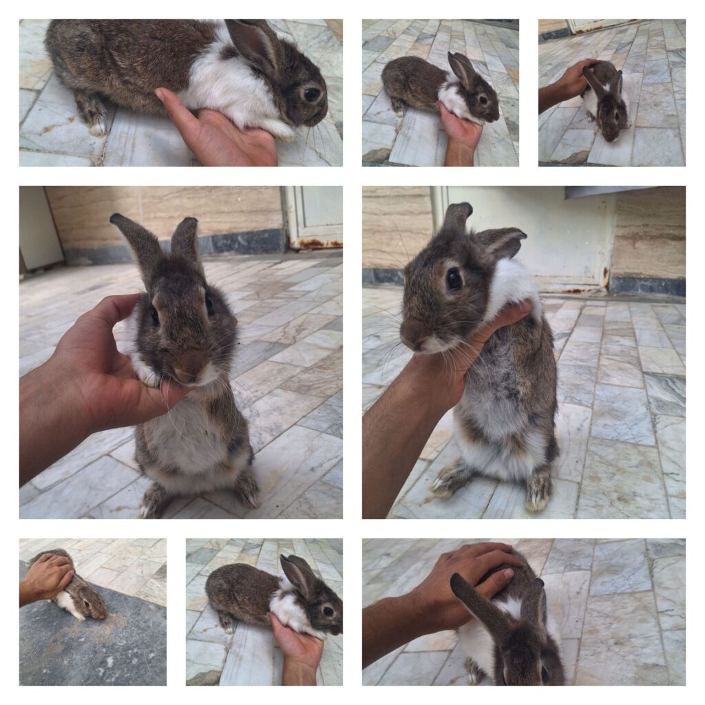 خرگوش