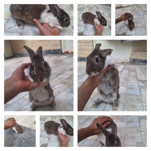 خرگوش