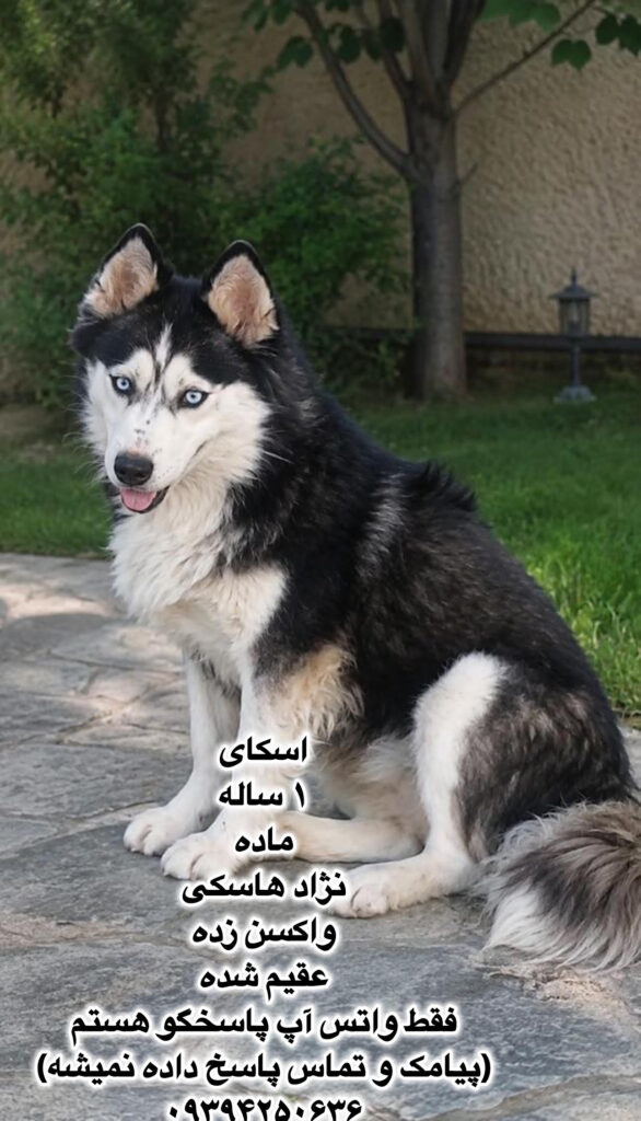 دختر یک ساله هاسکی (اسکای)