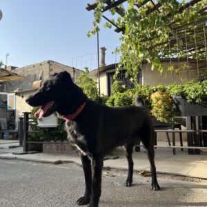توله سگ نگهبان ۱۶ ماهه