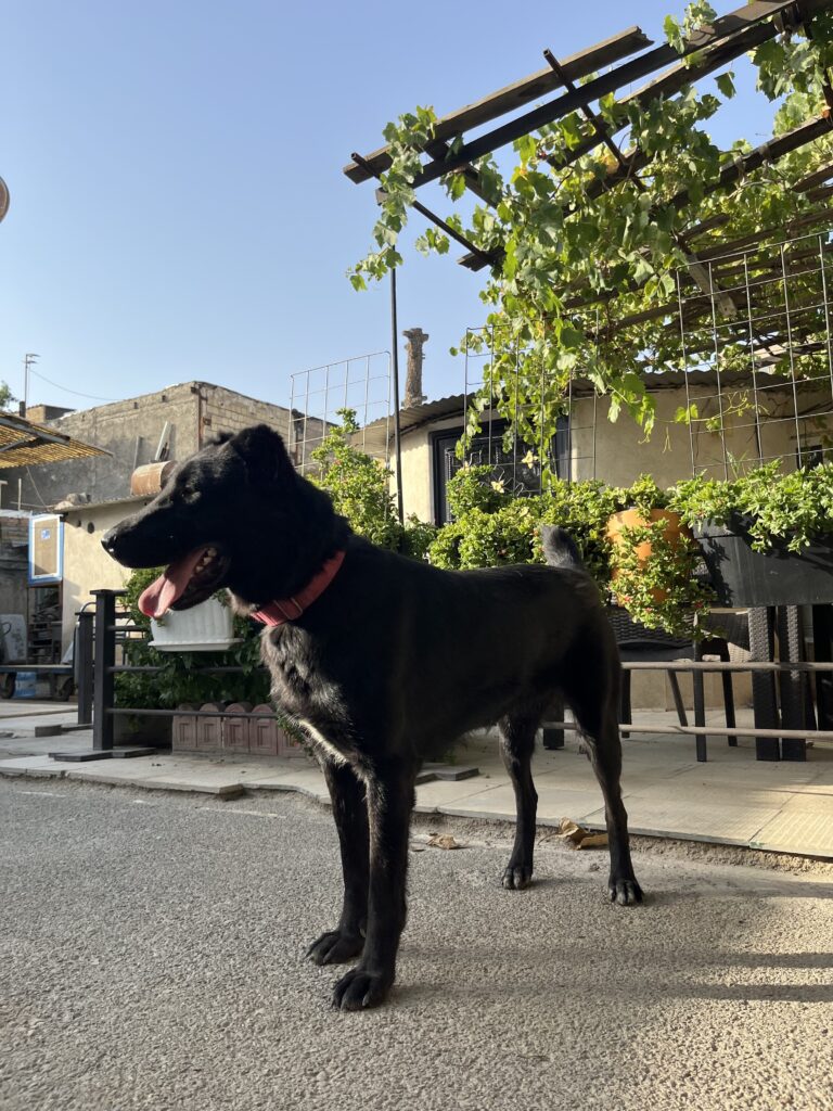 توله سگ نگهبان ۱۶ ماهه