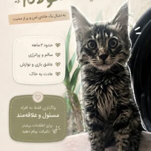 بچه گربه