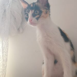 واگذاری بچه گربه
