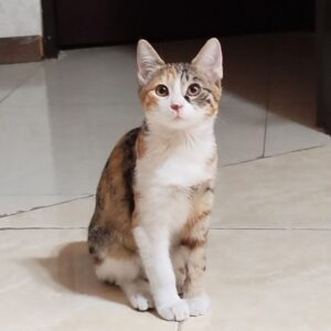 گربه گمشده
