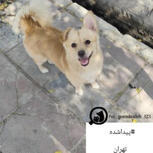 سگ پیدا شده