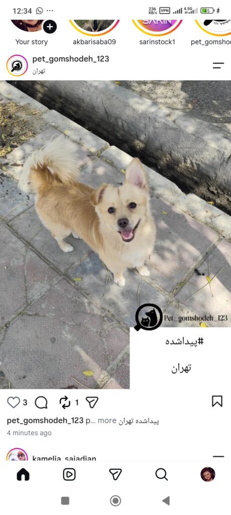 سگ پیدا شده