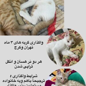 واگذاری دو گربه برادر یکی DSH و یکی DLH