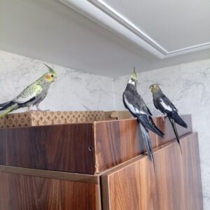 عروس هلندی
