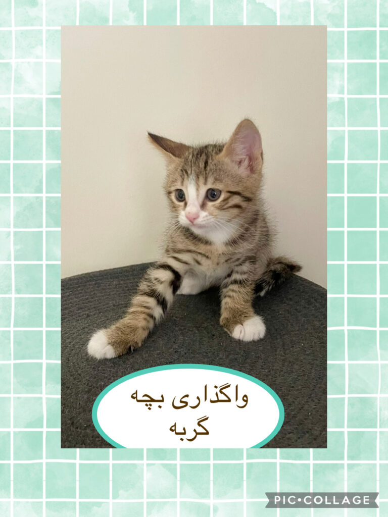 واگذاری بچه گربه