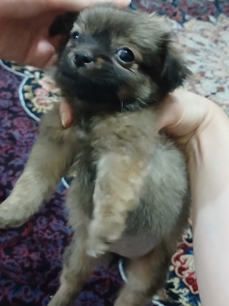 واگذاری سگ دوماهه