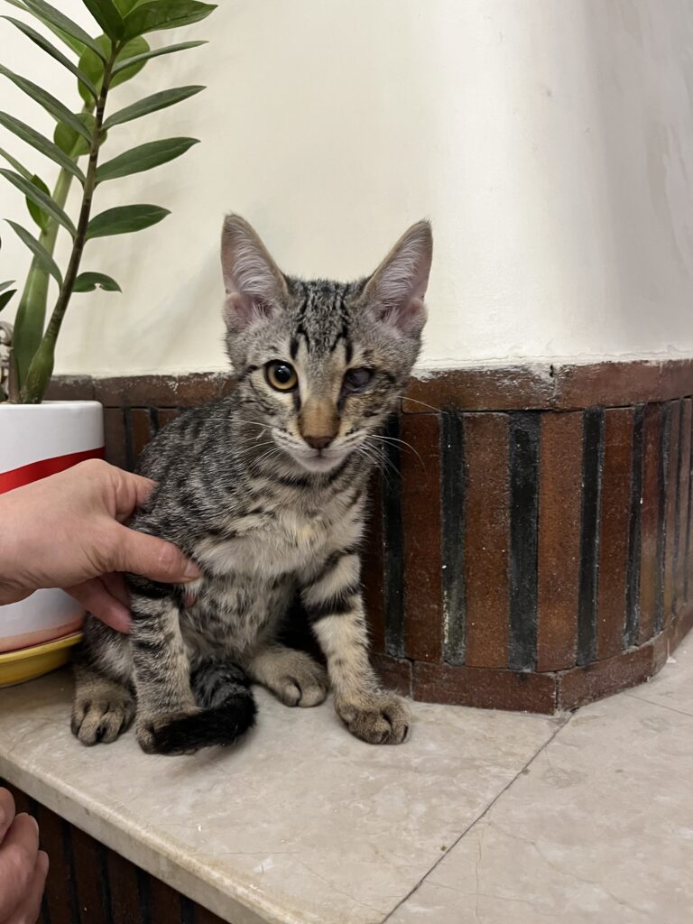 واگذاری بچه گربه ی درمان شده