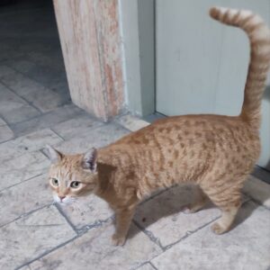 گربه مهربونم و مظلوم
