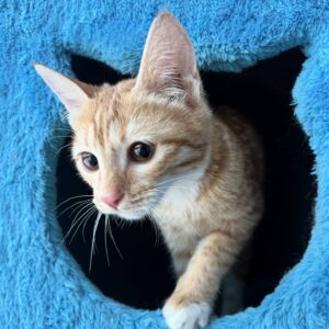 پانسیون تخصصی حیوانات خانگی