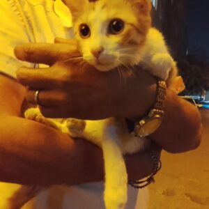 دستش در رفته امداد فوری