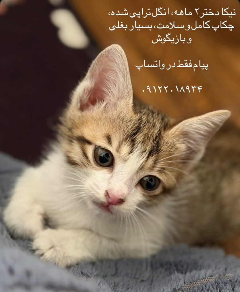 نیکا دختر دوماهه