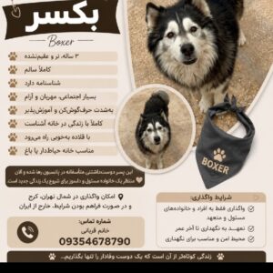 سگ رایگان