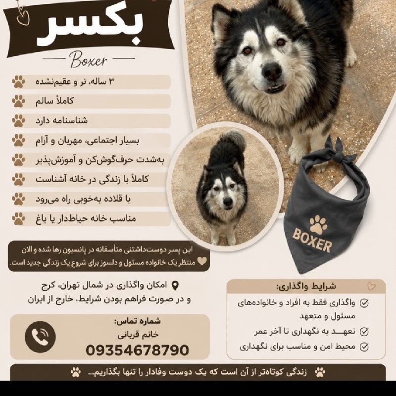 سگ رایگان